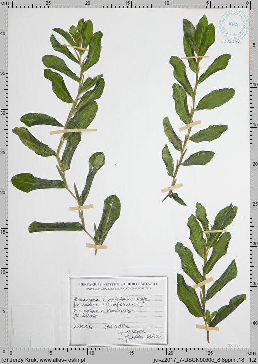 Potamogeton ×salicifolius (rdestnica wierzbolistna)