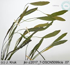 Potamogeton ×sparganiifolius (rdestnica jeżogłówkolistna)