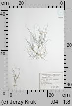 Potamogeton filiformis (rdestnica nitkowata)