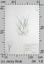 Stuckenia filiformis (stuckenia nitkowata)