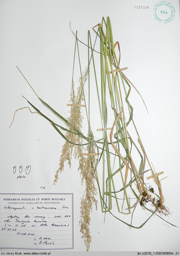 Calamagrostis ×hartmaniana (trzcinnik zwodniczy)