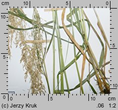 Calamagrostis ×hartmaniana (trzcinnik zwodniczy)