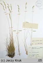 Festuca makutrensis (kostrzewa makutrzańska)