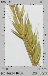 Festuca makutrensis (kostrzewa makutrzańska)