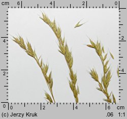 Festuca makutrensis (kostrzewa makutrzańska)