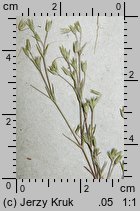 Minuartia viscosa (mokrzyca lepka)