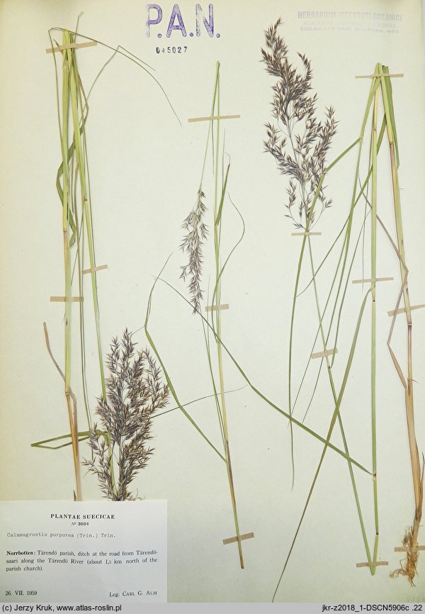 Calamagrostis purpurea (trzcinnik purpurowy)