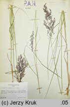 Calamagrostis purpurea (trzcinnik purpurowy)