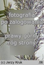 Calamagrostis purpurea (trzcinnik purpurowy)