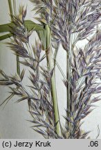 Calamagrostis purpurea (trzcinnik purpurowy)