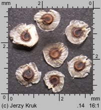 Spergula morisonii (sporek wiosenny)