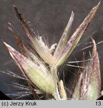 Calamagrostis ×hartmaniana (trzcinnik zwodniczy)