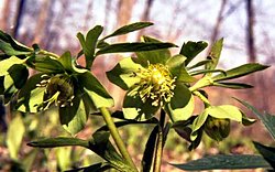 Helleborus viridis