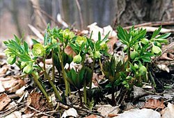 Helleborus viridis