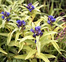 Gentiana cruciata