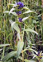 Gentiana cruciata