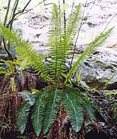 Polystichum aculeatum