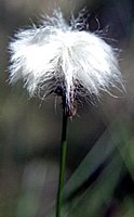 Eriophorum vaginatum