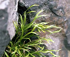 Asplenium septentrionale (zanokcica północna)