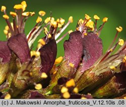 Amorpha fruticosa (amorfa krzewiasta)