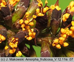 Amorpha fruticosa (amorfa krzewiasta)