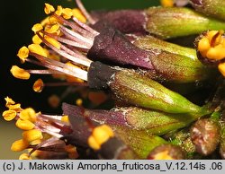 Amorpha fruticosa (amorfa krzewiasta)