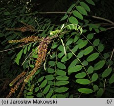 Amorpha fruticosa (amorfa krzewiasta)