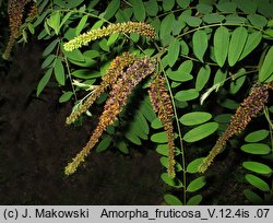 Amorpha fruticosa (amorfa krzewiasta)