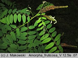 Amorpha fruticosa (amorfa krzewiasta)