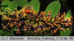 Amorpha fruticosa (amorfa krzewiasta)