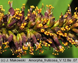 Amorpha fruticosa (amorfa krzewiasta)