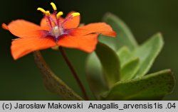 Anagallis arvensis (kurzyślad polny)