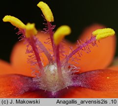 Anagallis arvensis (kurzyślad polny)