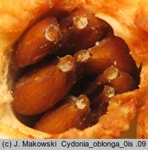Cydonia oblonga (pigwa pospolita)