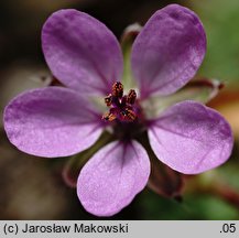 Erodium cicutarium (iglica pospolita)