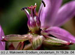 Erodium cicutarium (iglica pospolita)