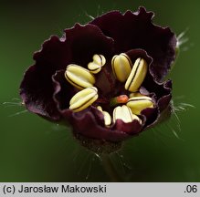 Geranium phaeum (bodziszek żałobny)