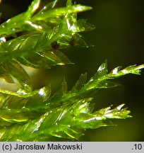 Neckera complanata (miechera spłaszczona)