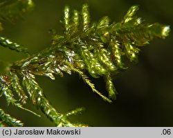 Neckera complanata (miechera spłaszczona)