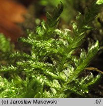 Neckera complanata (miechera spłaszczona)