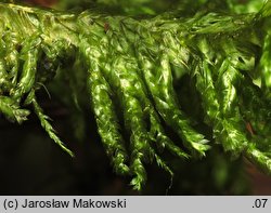 Neckera complanata (miechera spłaszczona)