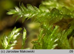 Neckera complanata (miechera spłaszczona)