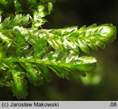 Neckera complanata (miechera spłaszczona)