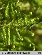 Neckera complanata (miechera spłaszczona)