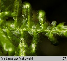 Neckera complanata (miechera spłaszczona)