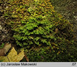 Neckera complanata (miechera spłaszczona)