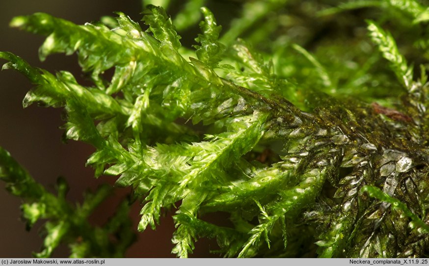 Neckera complanata (miechera spłaszczona)