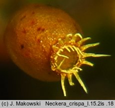 Neckera crispa (miechera kędzierzawa)