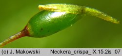 Neckera crispa (miechera kędzierzawa)