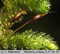 Neckera crispa (miechera kędzierzawa)